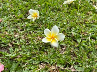 Plumeria frangipani Apocynaceae White flowe on glass ground 