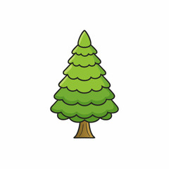 podocarpus tree isolated on white