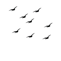 Flying bird  silhouette  white background 