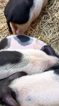 Mini Pigs Resting on Straw