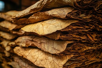 Pile of dried tobacco leaves, veins visible, stacked high. Great for illustrating agriculture, industry, or harmful habits.