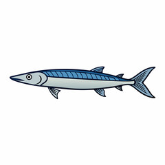 barracuda fish isolated on white background