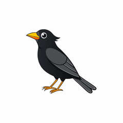 blackbird on a white background