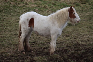 Obraz premium Horses in Ireland