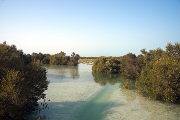 Obraz premium Abu Dhabi, United Arab Emirates – March 02, 2025, the view of the Jubail Mangrove Parks the first self-contained educational, nature and leisure destination