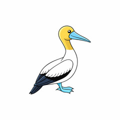 gannet isolated on white background