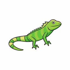 green iguana isolated on white