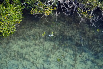Abu Dhabi, United Arab Emirates – March 02, 2025, the view of the Jubail Mangrove Parks the first self-contained educational, nature and leisure destination