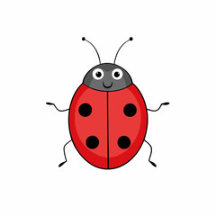 ladybug on white background