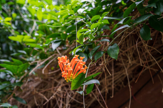 Garden landscape with orange Pyrostegia venusta flowers in bloom