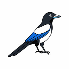 magpie on white background