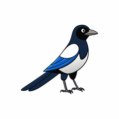 magpie on white background