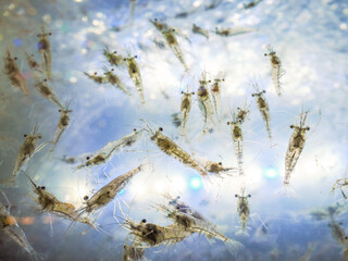 Abstract shrimp in the water for sale