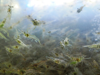 Abstract shrimp in the water for sale