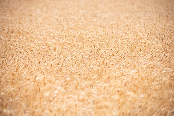 Wheat field harvest background. The agriculture harvest. Gold sprouts of wheat in soil. Harvest in farm. Wheat field background. Background and texture for harvest. Background of ears of wheat.