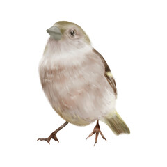 The sparrow bird. Watercolor illustration in digital. The common house sparrow is a songbird, isolated on a white background. An ordinary small bird in a city, village, backyard or in the woods.