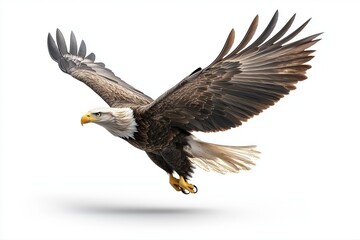 Fototapeta premium Bald eagle in mid-flight with wings spread wide. Majestic raptor illustration.