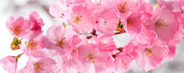 pink cherry blossom, sakura flowers banner