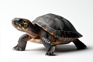 Obraz premium Black and yellow turtle walking on a white background. Reptile photography