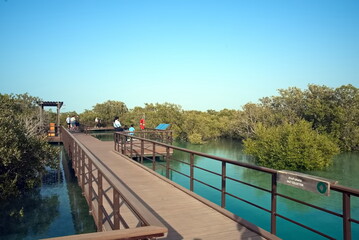 Abu Dhabi, United Arab Emirates – March 02, 2025, the view of the Jubail Mangrove Parks the first self-contained educational, nature and leisure destination