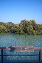 Abu Dhabi, United Arab Emirates – March 02, 2025, the view of the Jubail Mangrove Parks the first self-contained educational, nature and leisure destination