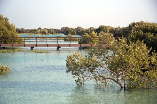 Abu Dhabi, United Arab Emirates &ndash; March 02, 2025, the view of the Jubail Mangrove Parks the first self-contained educational, nature and leisure destination