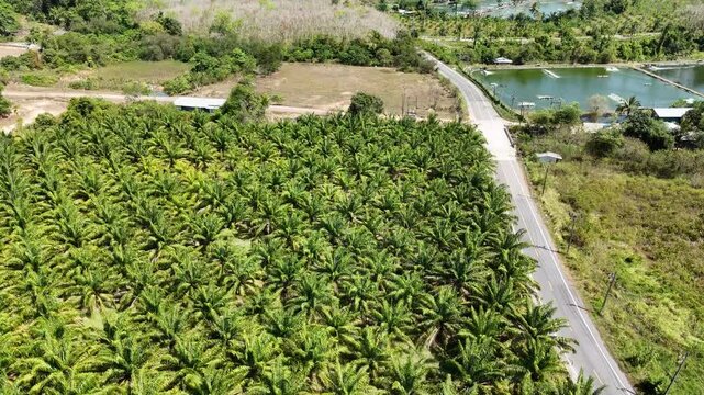 Aerial View of Phuket Palm Plantation