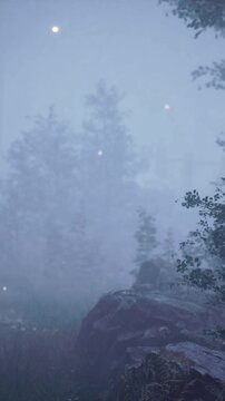 foreat at hight with bright moon light