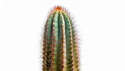Naklejka premium tall green cactus with brown spots and spines isolated on white background desert plant