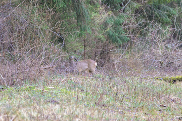 Fototapeta premium Curious deer cautiously observing from the forest edge in early spring daylight. Deer standing, alert mood, telephoto shot, mid-range, forest clearing, wildlife observation theme.