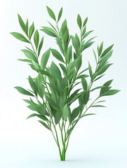 Obraz premium Green plant growing with lush leaves on white background