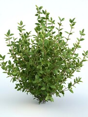 Obraz premium Small bush with green leaves growing on white background