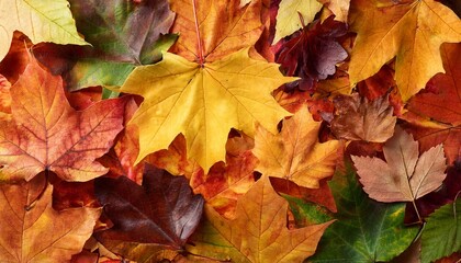 Fototapeta premium variegated autumn leaves background, multicolored fall texture- 5936