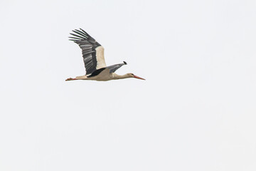 Ornithology. A stork (Ciconia ciconia) leaving the flock during spring migration. Bird, animal idea concept. Alone stork. Copy space, blank, empty. 