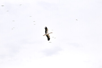 Ornithology. A stork (Ciconia ciconia) leaving the flock during spring migration. Bird, animal idea concept. Alone stork. Copy space, blank, empty. 