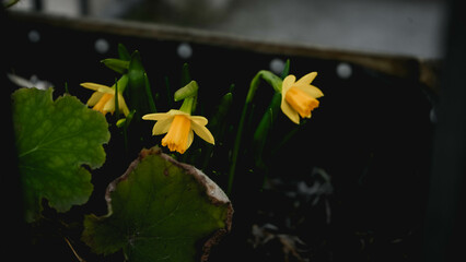 yellow flowers on black background