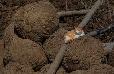 cat in the park