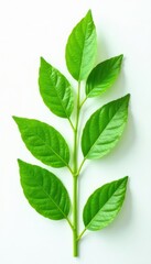 Fototapeta premium Fresh green leaves, cut-out, floating on white, foliage, spring