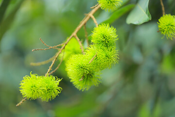 Rambutan is one of popular tropical fruits in Thailand.