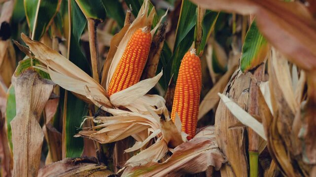 yellow dry ripe ear of maize corn on stalk sways in the breeze on agricultural plantation ready for harvest, animal feed agricultural industry, slow motion
