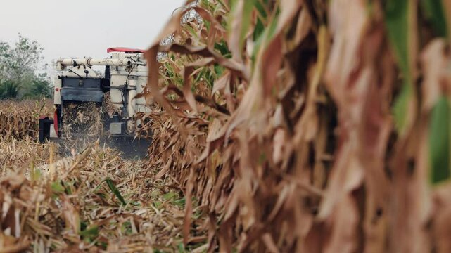 slow-motion of harvesting ripe corn on a corn field with a combine harvester, agricultural technology using machinery in agriculture