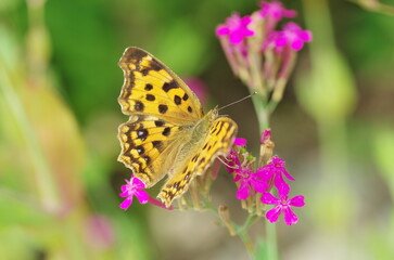 花の蜜を吸うキタテハ