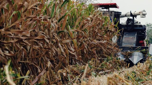 slow-motion of harvesting ripe corn on a corn field with a combine harvester, agricultural technology using machinery in agriculture