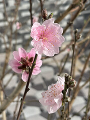 A branch with pink cherry blossoms in bloom, set against a blurred patterned wall