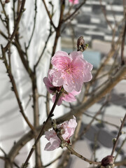 A branch with pink cherry blossoms in bloom, set against a blurred patterned wall