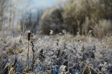White snow on a bare tree branches on a frosty winter day, close up. Natural background. Selective...
