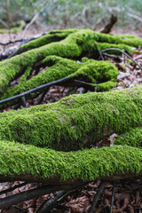 Moss growing on a fallen tree in an old forest