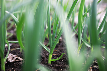 Fototapeta premium Flowers and plants summer field in sunlight