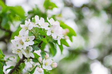 branch of apple tree with flowers on a background of flowering trees