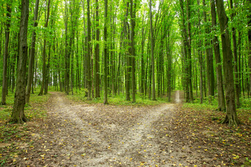 Path in green summer forest